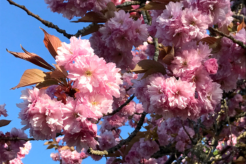 Kirschblüte Grüntee Shincha, 15% Sonderrabatt