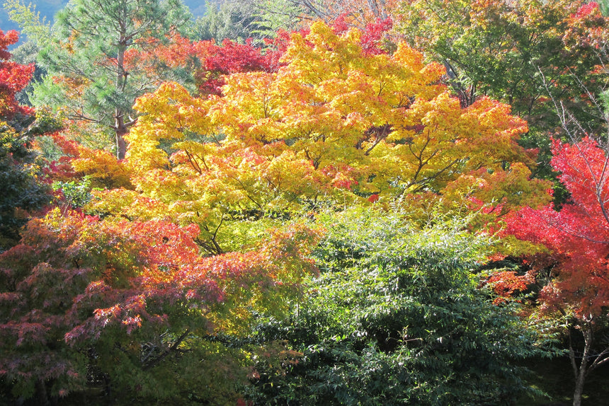 Matcha, Sencha, Gyokuro